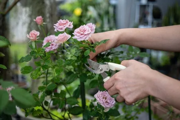 Monty Don’s Pruning Secrets for Year-Round Rose Blooms