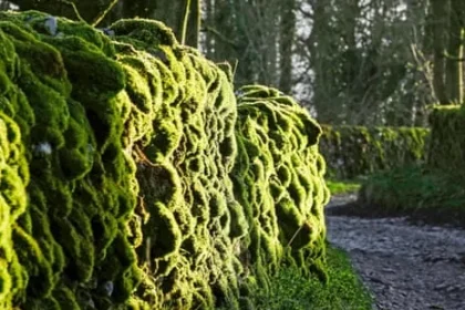 Britain’s Ancient Mosses Illuminate Rain-Soaked Landscapes