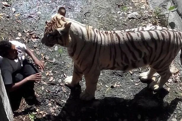 Tourists Killed in Tragic Wildlife Encounters Captured on Camera