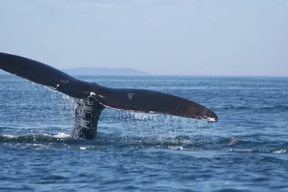 Canada Launches Whalesafe Fishing Gear Plan to Protect Endangered Right Whales