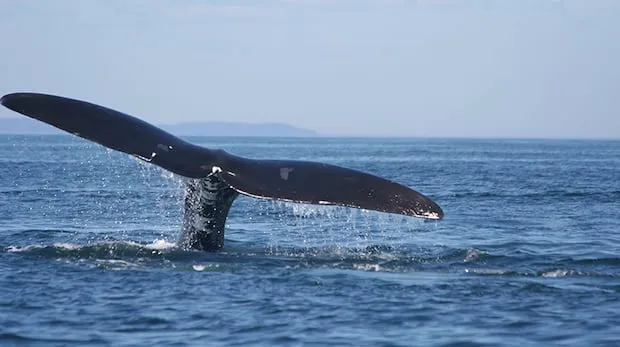 Canada Launches Whalesafe Fishing Gear Plan to Protect Endangered Right Whales