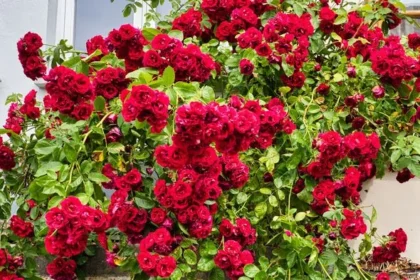 Feed Roses in February for Vibrant Blooms and Disease Resistance