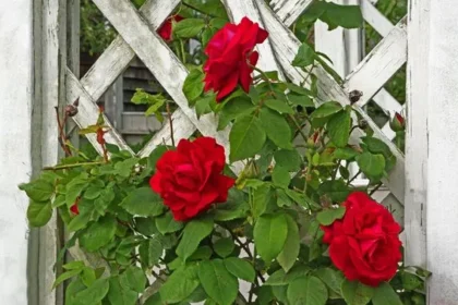 Prune Roses in February for Vigorous Growth and Yearly Blooms