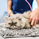 Vet Warns Against 5 Cat Breeds Due to Serious Health Risks