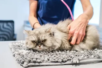 Vet Warns Against 5 Cat Breeds Due to Serious Health Risks