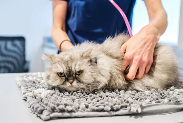 Vet Warns Against 5 Cat Breeds Due to Serious Health Risks