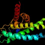 Ribo-STAMP Tech Maps Protein Production in Single Brain Cells