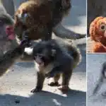 Baby Macaque Rejected by Mother Faces Bullying from Older Monkeys