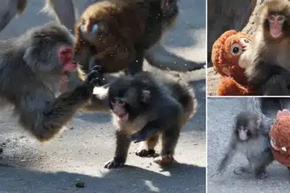 Baby Macaque Rejected by Mother Faces Bullying from Older Monkeys