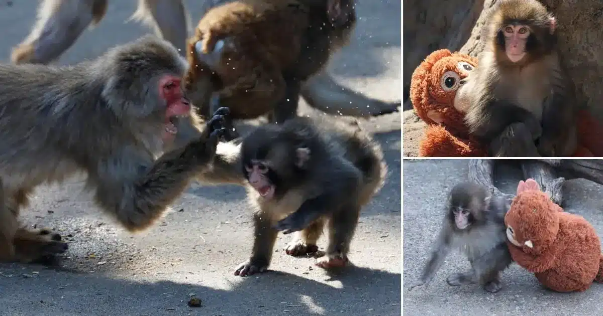 Baby Macaque Rejected by Mother Faces Bullying from Older Monkeys