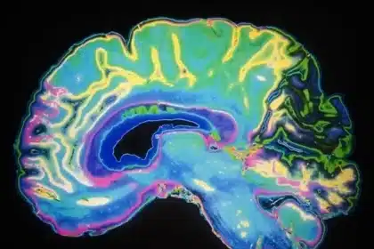 New Mouse Brain Maps Reveal Myelin Patterns and Disease Clues