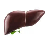3D Liver Reconstructions Reveal Cirrhosis Impact on Organ Structure