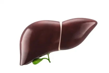 3D Liver Reconstructions Reveal Cirrhosis Impact on Organ Structure
