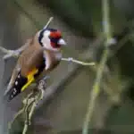 Attract Finches, Goldfinches & Starlings to Your Garden with Top Foods