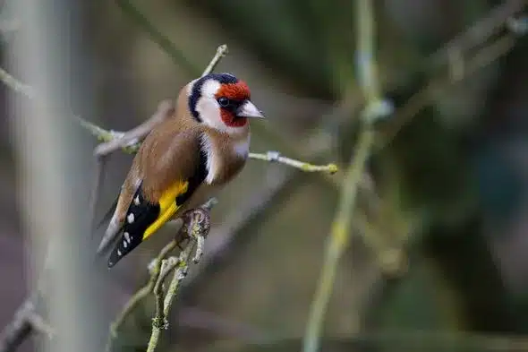 Attract Finches, Goldfinches & Starlings to Your Garden with Top Foods