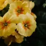 Monty Don’s Favorite Flower: Primroses for Ideal Spring Planting