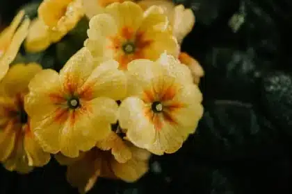 Monty Don’s Favorite Flower: Primroses for Ideal Spring Planting