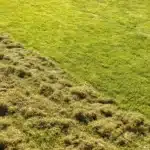 Moss-Free, Thicker Lawns with Monty Don’s Simple March Task