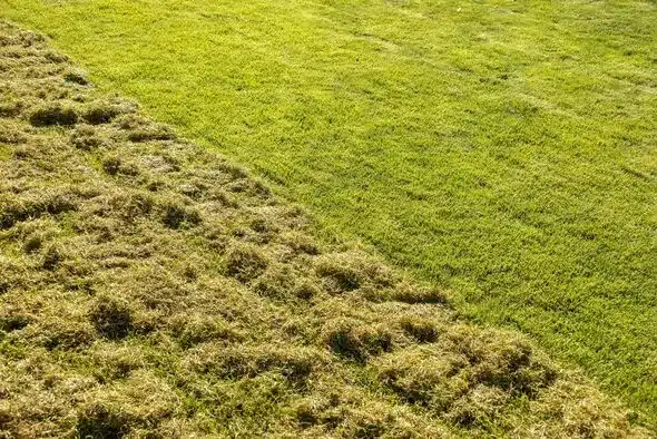 Moss-Free, Thicker Lawns with Monty Don’s Simple March Task