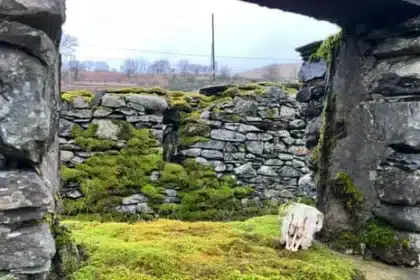 Nature Reclaims Abandoned Fells Farmstead Amid Orchard Revival