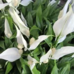 Peace Lilies Rebloom with Coffee Grounds Kitchen Scrap