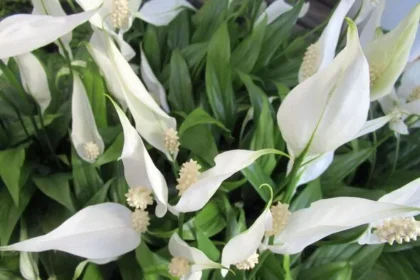 Peace Lilies Rebloom with Coffee Grounds Kitchen Scrap