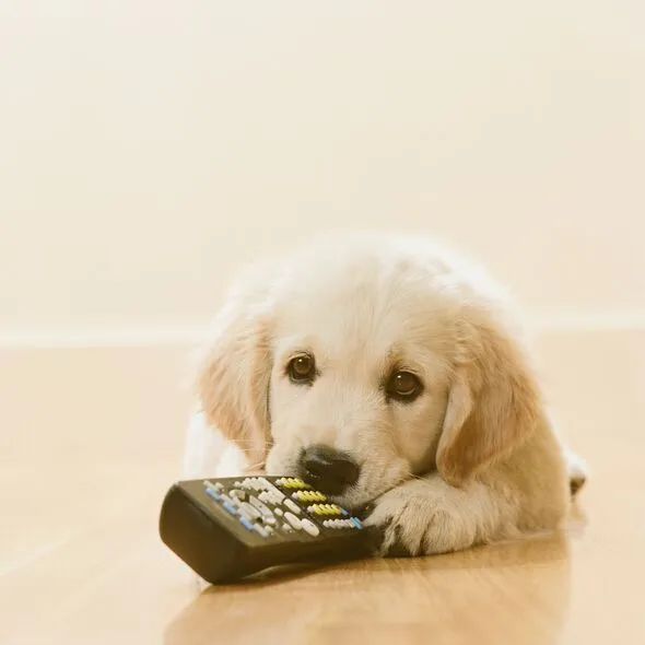 Golden Retriever Owner Reveals Puppy Blues Over No Cuddles