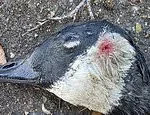 Teens Kill Four Pet Ducks with Catapults Amid UK Animal Attack Surge