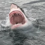 Surfer Fights Giant Sharks Before Body Bitten in Half Off Australia