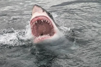 Surfer Fights Giant Sharks Before Body Bitten in Half Off Australia