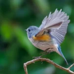 Feeding Birds? Avoid This Habit to Deter Rats from Gardens