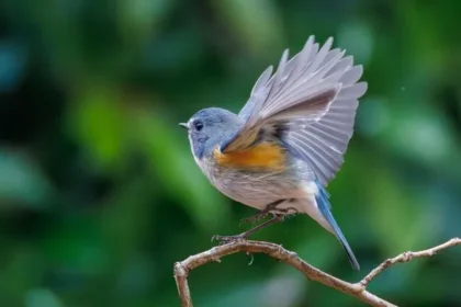 Feeding Birds? Avoid This Habit to Deter Rats from Gardens