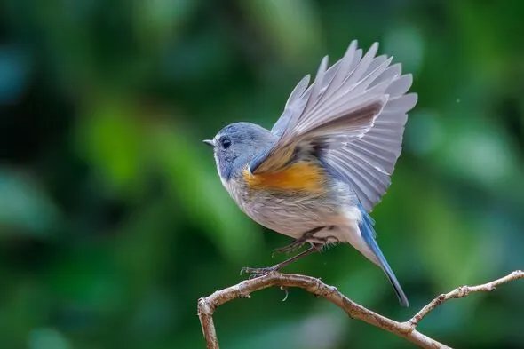 Feeding Birds? Avoid This Habit to Deter Rats from Gardens