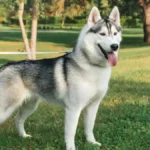 Vet Answers Pet Queries: Shedding Dogs, Rat Toys & Lily Risks