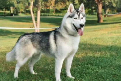 Vet Answers Pet Queries: Shedding Dogs, Rat Toys & Lily Risks