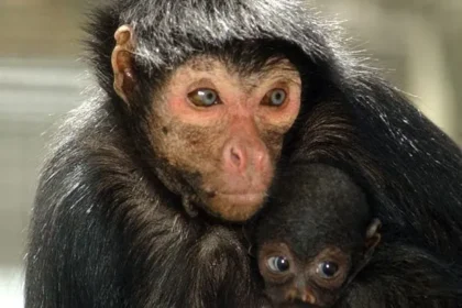 New Primate Pet Licence Rule Starts April: Costs Up to £478