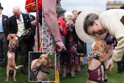 Hearing Dog Vegas Charms Royals at Buckingham Palace Party