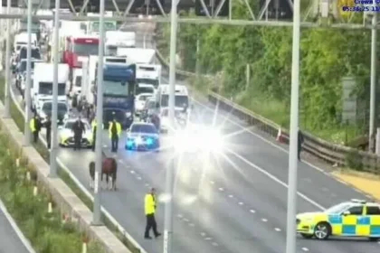 Horses Block M4 in Gloucestershire, Sparking 30-Minute Rush Hour Delays