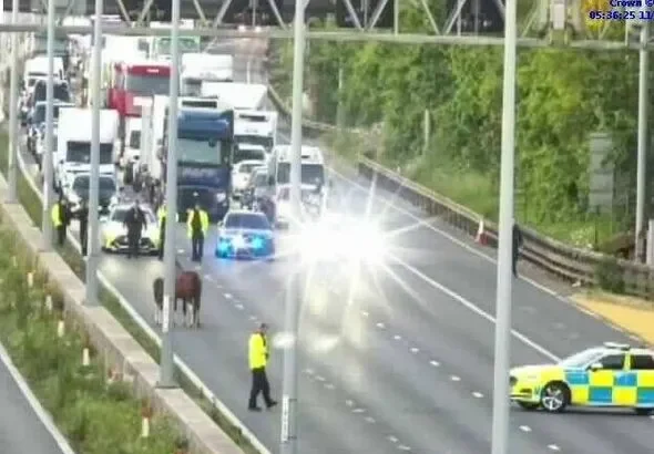Horses Block M4 in Gloucestershire, Sparking 30-Minute Rush Hour Delays