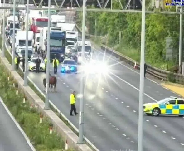 Horses Block M4 in Gloucestershire, Sparking 30-Minute Rush Hour Delays