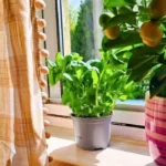 Pinch Basil Weekly for Bigger, Tastier Leaves in 10 Seconds