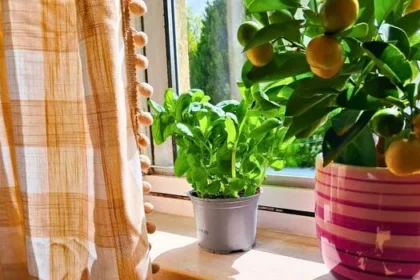 Pinch Basil Weekly for Bigger, Tastier Leaves in 10 Seconds