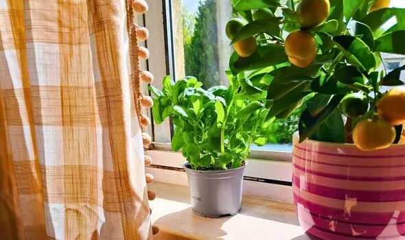 Pinch Basil Weekly for Bigger, Tastier Leaves in 10 Seconds