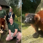 Oldest Red Ruffed Lemur Turns 30 at Blackpool Zoo