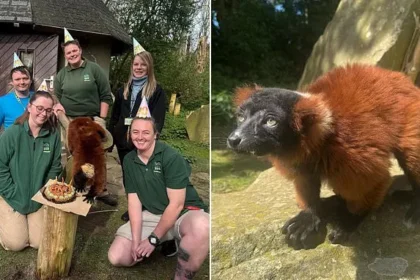 Oldest Red Ruffed Lemur Turns 30 at Blackpool Zoo