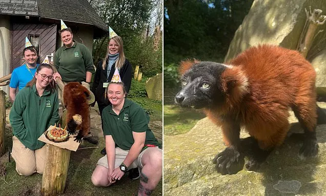 Oldest Red Ruffed Lemur Turns 30 at Blackpool Zoo Oldest Red Ruffed Lemur Turns 30 at Blackpool Zoo