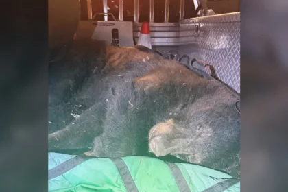 Black Bear Near Vancouver’s Commercial Drive Safely Relocated